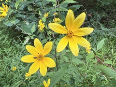 Bidens aristosa