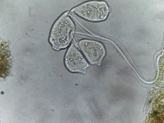 Sessilida