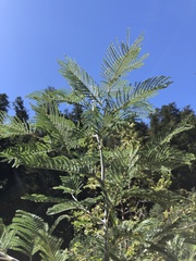 Acacia dealbata