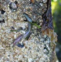 Phyllodocidae