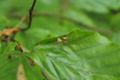 Neriene peltata