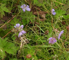 Geranium erianthum