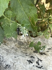 Megachile mendica