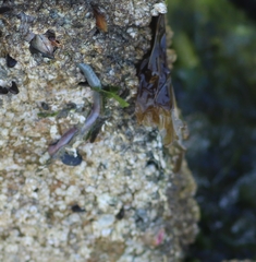 Phyllodocidae