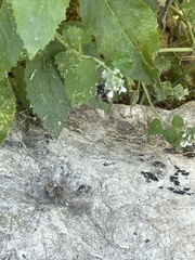 Megachile mendica