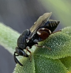 Brachymeria podagrica