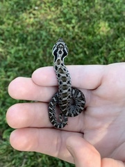 Heterodon platirhinos