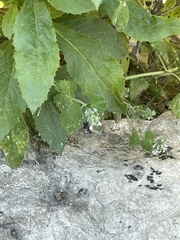 Megachile mendica