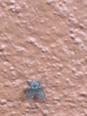 Clogmia albipunctata