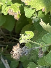 Megachile mendica
