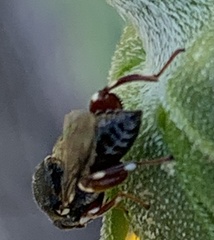 Brachymeria podagrica