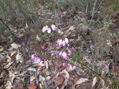 Tetratheca pilosa
