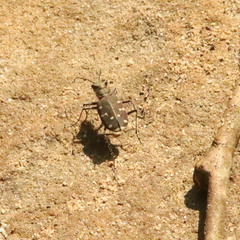 Cicindela duodecimguttata