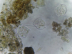 Sessilida