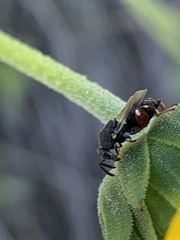 Brachymeria podagrica