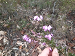 Tetratheca pilosa