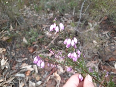 Tetratheca pilosa