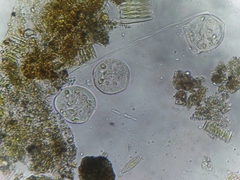 Sessilida