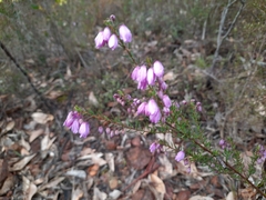 Tetratheca pilosa