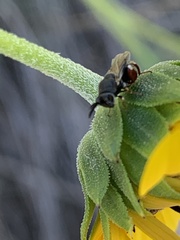 Brachymeria podagrica