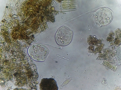 Sessilida