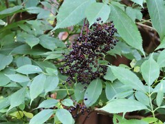 Sambucus canadensis