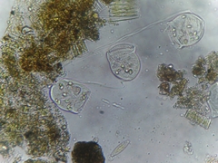 Sessilida