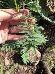 Acaciella angustissima