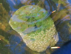 Pectinatella magnifica