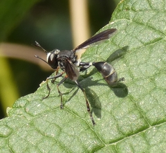 Physocephala tibialis