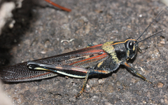 Schistocerca melanocera