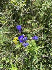 Gentianopsis