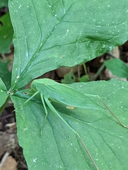Amblycorypha oblongifolia
