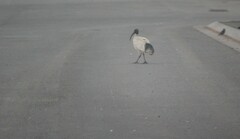 Threskiornis molucca