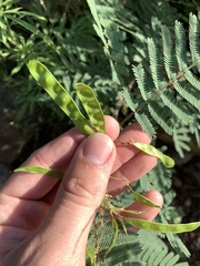 Acaciella angustissima