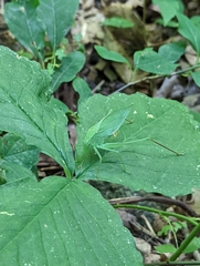 Amblycorypha oblongifolia