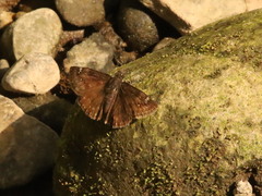 Erynnis baptisiae