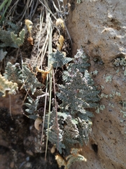 Myriopteris lindheimeri