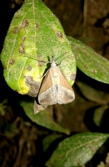Hypena lividalis