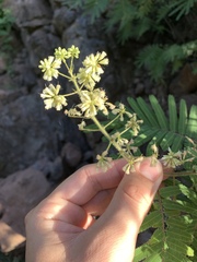 Acaciella angustissima