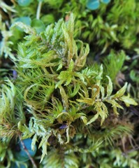 Pleurozium schreberi