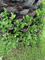 Microsorum pustulatum