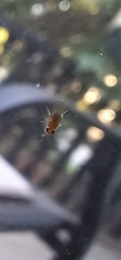 Drosophilidae