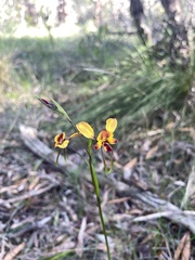 Diuris orientis