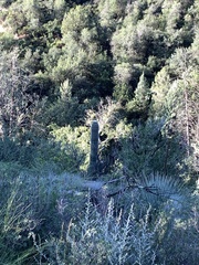 Carnegiea gigantea