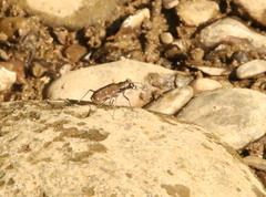 Cicindela duodecimguttata