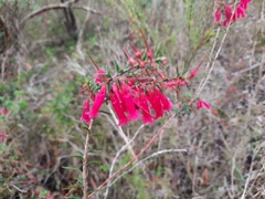 Epacris impressa