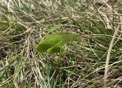 Amblycorypha oblongifolia