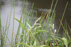 Eleocharis sphacelata