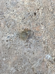 Polygyra